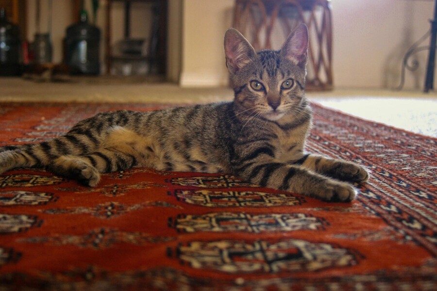 Oriental rug cleaning by Scrub Squad